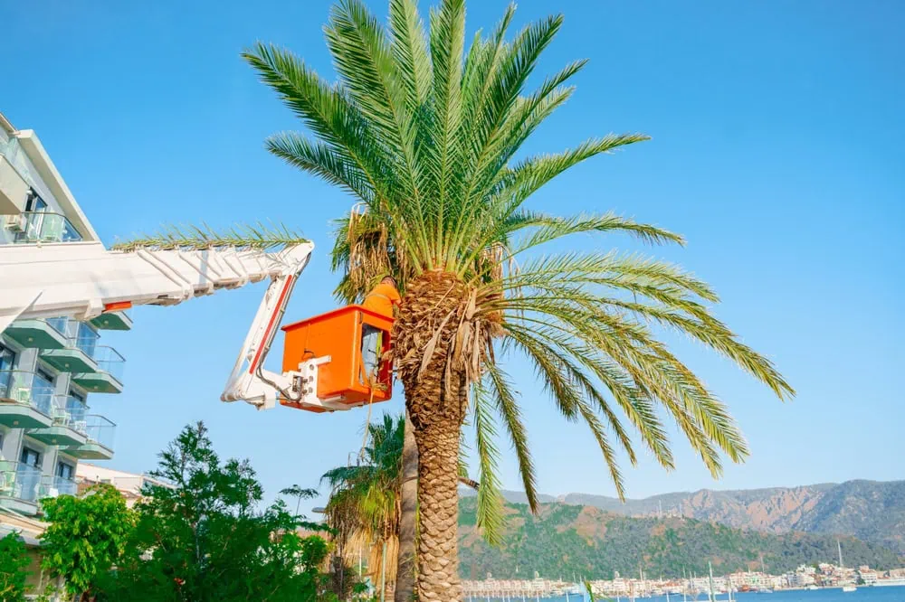 What You Need To Know About the New C-49 Tree & Palm Contractor Trade